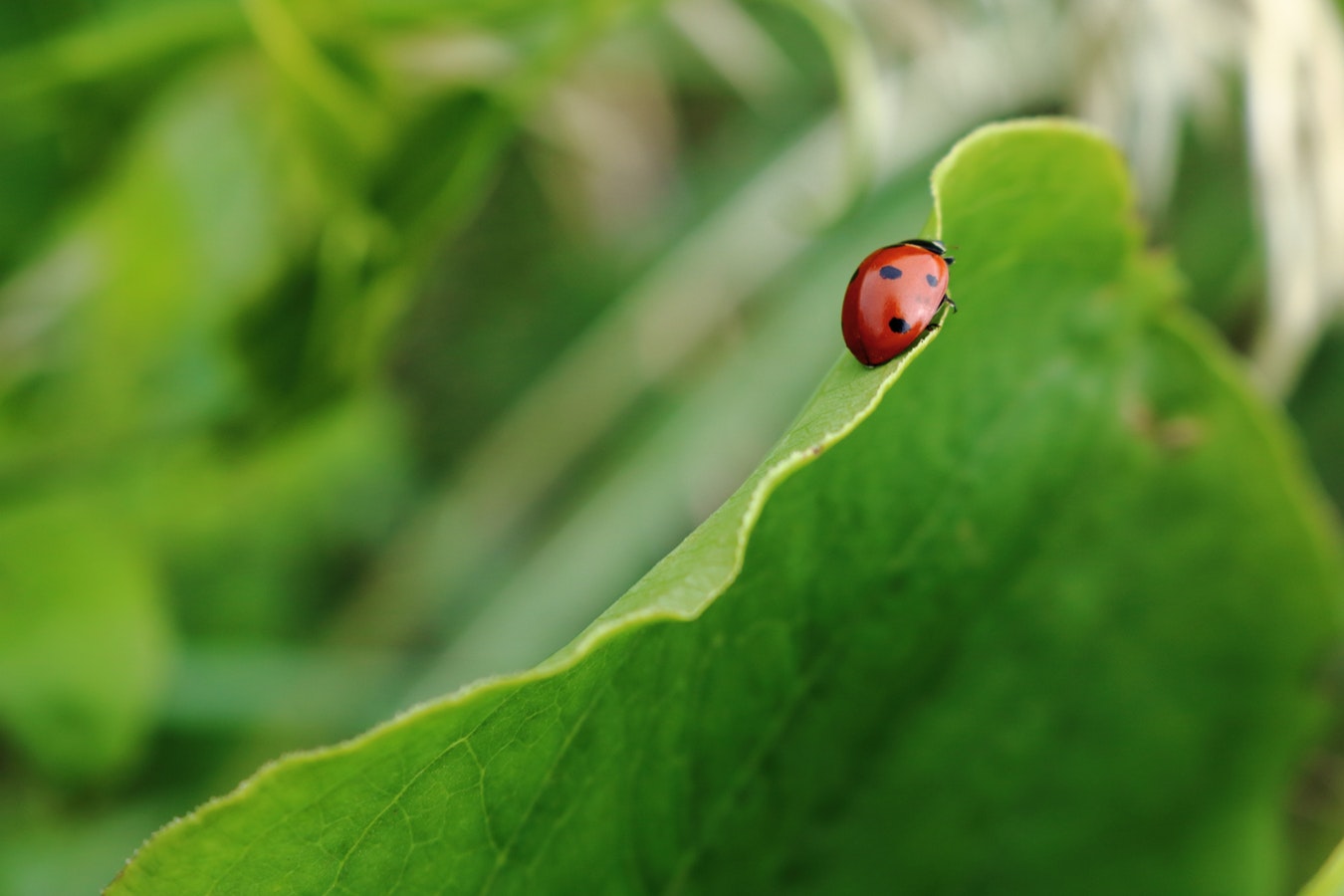 Photo by Samuel Myles on Unsplash